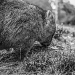 Adorable Large Wombat During The Day Looking For Grass To Eat Stock Photo