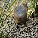 Adorable Large Wombat During The Day Looking For Grass To Eat Stock Photo