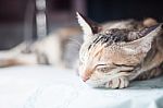 Adult Female Cat Sleeping In The House Stock Photo