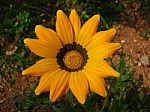 African Daisy Stock Photo