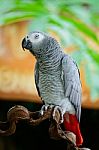 African Grey Parrot Stock Photo