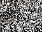 African Leopard Pattern Stock Photo