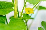 After Flowering Is Developing A Small Stock Photo