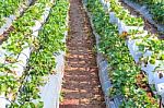 Agriculture Farm Of Strawberry Field Stock Photo