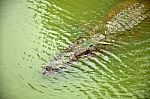 Alligator In Water Stock Photo