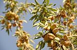 Almond Tree At The Harvest Time. California, Usa Stock Photo