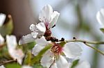 Almond Tree Flower Stock Photo