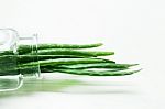 Aloe Vera  On White Background Stock Photo