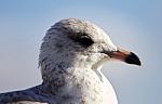 Amazing Isolated Image Of A Cute Gull Stock Photo