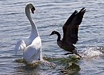 Amazing Photo Of The Epic Fight Between The Canada Goose And The Swan Stock Photo