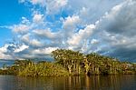 Amazonian Rainforest. Laguna Grande, National Park Cuyabeno. Ecu Stock Photo