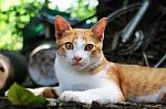 An Adorable Brown-white Cat Lying Down Outdoor Stock Photo