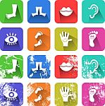 Anatomy Icons Stock Photo