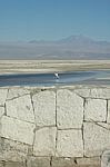 Andean Flamingo In The Desert Stock Photo