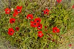 Anemones Stock Photo