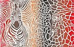 Animal Background Of Zebra And Giraffe Stock Photo