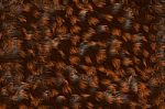 Animal Skin Background Stock Photo