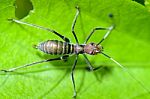 Ant-mimic Cricket Stock Photo