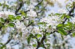 Apple Flowers Blossom In Spring Time With Green Leaves Nature  Stock Photo