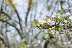 Apple Flowers Blossom In Spring Time With Green Leaves Nature  Stock Photo