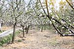 Apple Flowers Blossom In Spring Time With Green Leaves Nature  Stock Photo