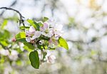 Apple Flowers Blossom In Spring Time With Green Leaves Nature  Stock Photo