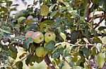 Apple Fruit Garden Stock Photo