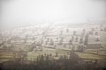 Apple Orchard In Late Fall. First Snow Laid Down Stock Photo