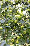 Apple Tree Stock Photo