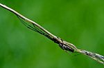 Arachnophobia And Wood Stock Photo