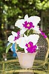 Artificial Cattleya Orchid Flowers Stock Photo