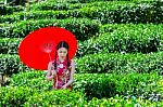 Asian Woman Wearing Traditional Chinese Dress And Red Umbrella In Green Tea Field Stock Photo