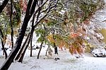 Autumn Leaves And First Snow In 2016 At Kawaguchi-ko, Japan Stock Photo