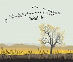 Autumn Migration Of Wild Geese Stock Photo