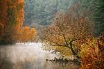 Autumn Misty Morning On The River. Yellow Birch Trees Stock Photo