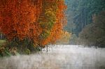 Autumn Misty Morning On The River. Yellow Birch Trees Stock Photo