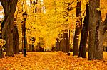 Autumn October Colorful Park. Foliage Trees Alley Stock Photo