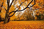 Autumn October Colorful Park. Foliage Trees Alley Stock Photo