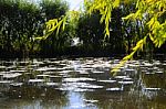 Autumn Scenery Near A Lake With Yellow Leaves On  Trees In Fall Stock Photo