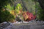 Autumn Scenery With Yellow, Green And Red Shinning Leaves In Fall In The Forest Stock Photo