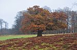 Autumn Tree Stock Photo