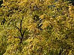 Autumn Tree Foliage Texture Stock Photo