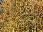 Autumn Tree Foliage Texture Stock Photo