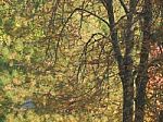 Autumn Tree Foliage Texture Stock Photo