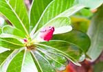 Azalea Flowers Stock Photo