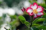  Azalea Flowers Blooming White Color Phu Echea Guard And Sun Stock Photo