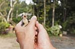 Baby Chick In Hands Stock Photo