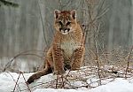 Baby Cougar Stock Photo