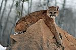 Baby Cougar Stock Photo