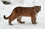 Baby Cougar Stock Photo